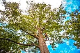 Best Tree Removal  in Wray, CO