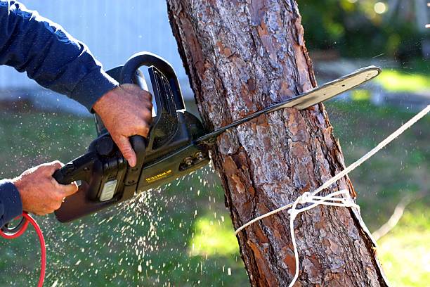 Best Lawn Pest Prevention  in Wray, CO