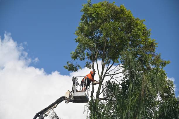 Best Tree Removal  in Wray, CO